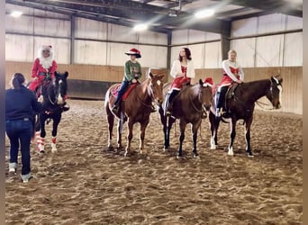 American Quarter Horse, Gelding, 8 years, Roan-Bay