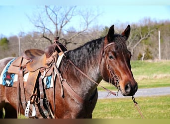 American Quarter Horse, Gelding, 8 years, Roan-Bay