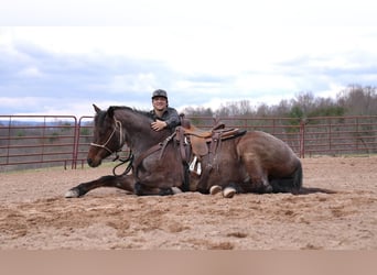 American Quarter Horse, Gelding, 8 years, Roan-Bay