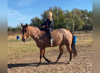 American Quarter Horse, Gelding, 8 years, Roan-Bay
