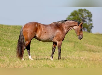 American Quarter Horse, Gelding, 8 years, Roan-Bay