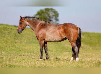 American Quarter Horse, Gelding, 8 years, Roan-Bay