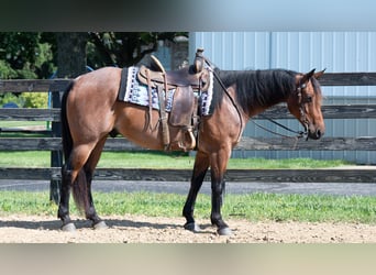 American Quarter Horse Mix, Gelding, 8 years, Roan-Bay
