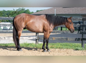 American Quarter Horse Mix, Gelding, 8 years, Roan-Bay