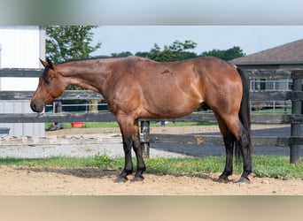 American Quarter Horse Mix, Gelding, 8 years, Roan-Bay