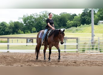 American Quarter Horse Mix, Gelding, 8 years, Roan-Bay