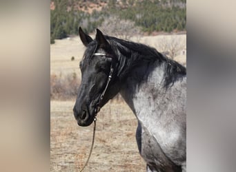 American Quarter Horse, Gelding, 8 years, Roan-Blue