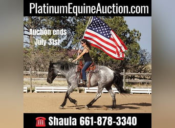 American Quarter Horse, Gelding, 8 years, Roan-Blue