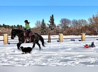 American Quarter Horse, Gelding, 8 years, Roan-Blue