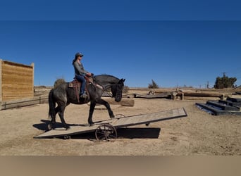 American Quarter Horse, Gelding, 8 years, Roan-Blue