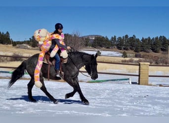 American Quarter Horse, Gelding, 8 years, Roan-Blue