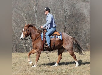 American Quarter Horse, Gelding, 8 years, Roan-Red