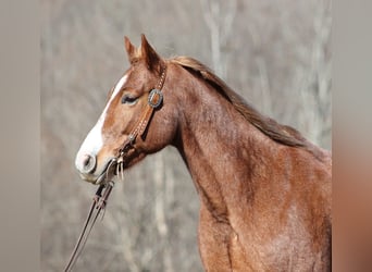 American Quarter Horse, Gelding, 8 years, Roan-Red