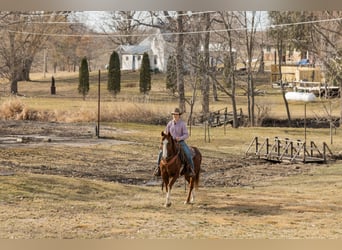 American Quarter Horse, Gelding, 8 years, Sorrel