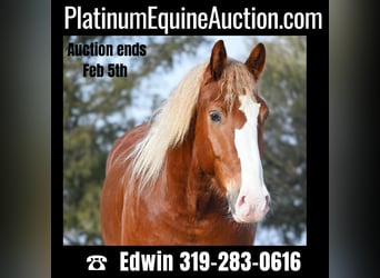 American Quarter Horse, Gelding, 8 years, Sorrel