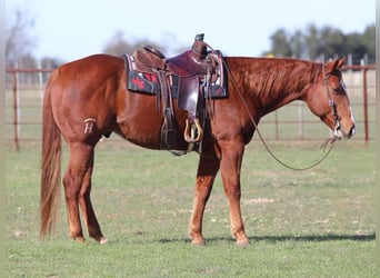 American Quarter Horse, Gelding, 8 years, Sorrel