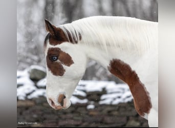 American Quarter Horse, Gelding, 8 years, Tobiano-all-colors