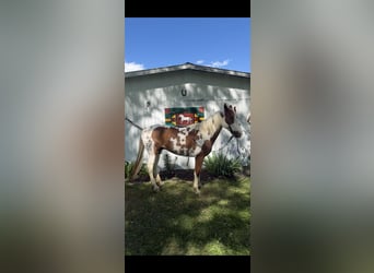American Quarter Horse, Gelding, 8 years, Tobiano-all-colors