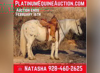 American Quarter Horse, Gelding, 8 years, White