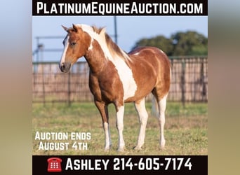 American Quarter Horse, Gelding, 9 years, 12.2 hh, Tobiano-all-colors