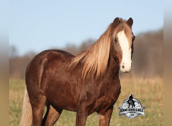 American Quarter Horse, Gelding, 9 years, 12 hh, Roan-Red
