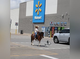 American Quarter Horse, Gelding, 9 years, 12,2 hh, Tobiano-all-colors
