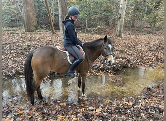 American Quarter Horse Mix, Gelding, 9 years, 13,2 hh, Buckskin