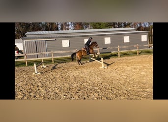 American Quarter Horse Mix, Gelding, 9 years, 13,2 hh, Buckskin