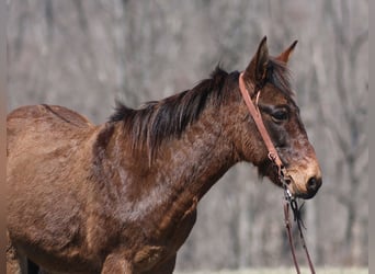 American Quarter Horse, Gelding, 9 years, 13,2 hh, Dun