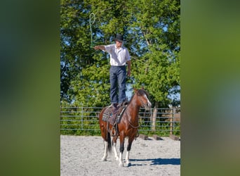 American Quarter Horse, Gelding, 9 years, 13.2 hh, Tobiano-all-colors American Quarter Horse, Gelding, 9 years, 13.2 hh, Tobiano-all-colors