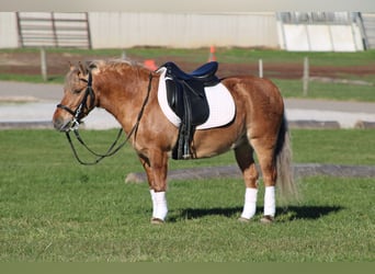 American Quarter Horse Mix, Gelding, 9 years, 13 hh, Buckskin