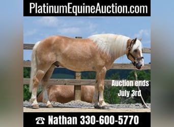 American Quarter Horse, Gelding, 9 years, 13,3 hh, Sorrel