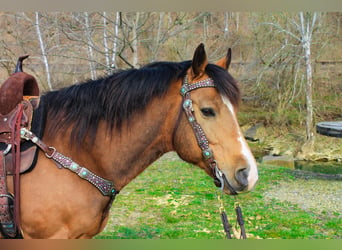 American Quarter Horse, Gelding, 9 years, 14,1 hh, Buckskin