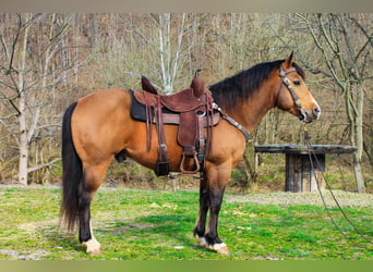 American Quarter Horse, Gelding, 9 years, 14,1 hh, Buckskin