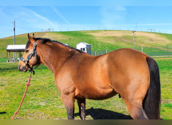 American Quarter Horse, Gelding, 9 years, 14,1 hh, Buckskin