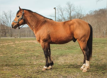 American Quarter Horse, Gelding, 9 years, 14,1 hh, Buckskin