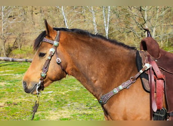 American Quarter Horse, Gelding, 9 years, 14,1 hh, Buckskin