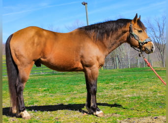 American Quarter Horse, Gelding, 9 years, 14,1 hh, Buckskin