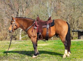 American Quarter Horse, Gelding, 9 years, 14,1 hh, Buckskin