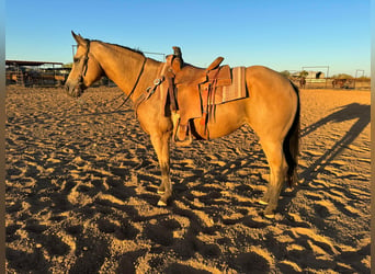 American Quarter Horse, Gelding, 9 years, 14.1 hh, Buckskin