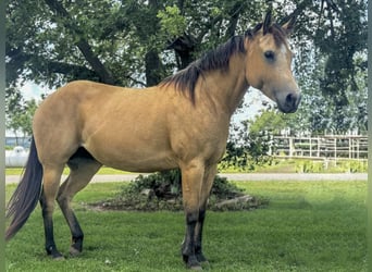 American Quarter Horse, Gelding, 9 years, 14.1 hh, Buckskin