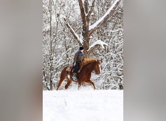 American Quarter Horse, Gelding, 9 years, 14,1 hh, Overo-all-colors