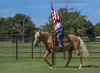 American Quarter Horse, Wallach, 9 Jahre, 14,1 hh, Palomino