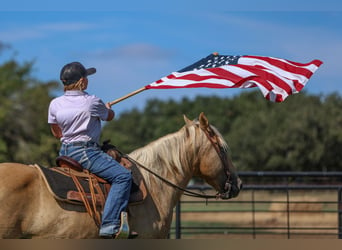 American Quarter Horse, Wallach, 9 Jahre, 14,1 hh, Palomino