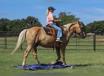 American Quarter Horse, Gelding, 9 years, 14,1 hh, Palomino