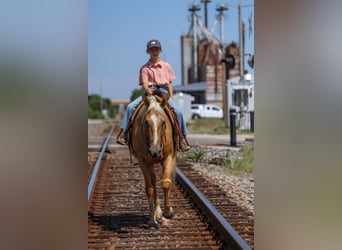 American Quarter Horse, Wallach, 9 Jahre, 14,1 hh, Palomino