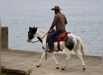 American Quarter Horse, Gelding, 9 years, 14,1 hh, Roan-Blue