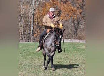 American Quarter Horse, Gelding, 9 years, 14.1 hh, Roan-Blue
