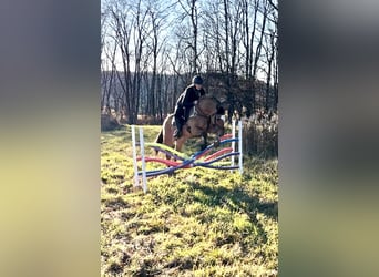 American Quarter Horse, Gelding, 9 years, 14.2 hh, Buckskin