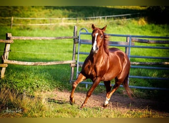 American Quarter Horse, Gelding, 9 years, 14.2 hh, Chestnut-Red